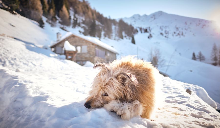 Rifugio Alpe Piazza - photo